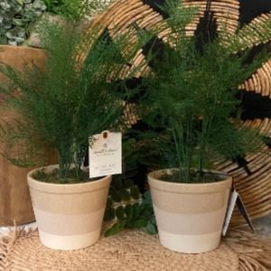Hearth & Hand Artificial Plant-Asparagus Fern